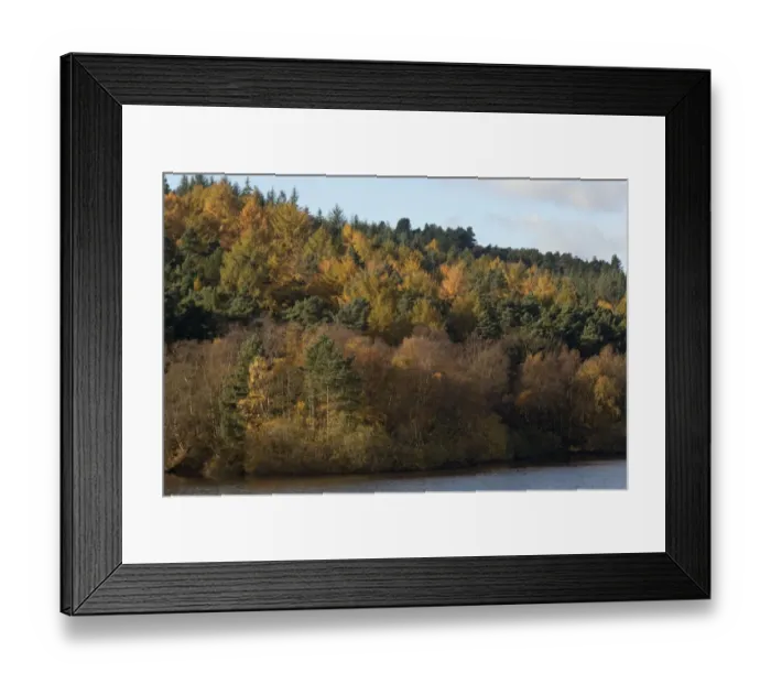 Framed Print : Upland woodland habitat with larch and pine trees, Wyming Brook, Sheffield, South Yorkshire, England, november Framed Print : Upland woodland habitat with larch and pine trees, Wyming Brook, Sheffield, South Yorkshire, England, november