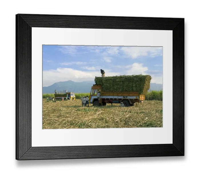 Framed Print : Sugarcane (Saccharum officinarum) crop, workers loading cut stems onto lorry, Theni, Tamil Nadu, India Framed Print : Sugarcane (Saccharum officinarum) crop, workers loading cut stems onto lorry, Theni, Tamil Nadu, India