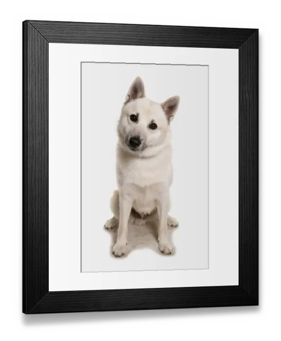 Framed Print : Domestic Dog, Norwegian Buhund, adult male, sitting Framed Print : Domestic Dog, Norwegian Buhund, adult male, sitting