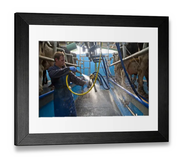 Framed Print : Dairy farming, dairyman washing cluster unit in milking parlour with Holstein cows, Preston, Lancashire, England Framed Print : Dairy farming, dairyman washing cluster unit in milking parlour with Holstein cows, Preston, Lancashire, England