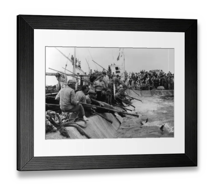 Framed Print : Mattanza tuna fishing, Sicily, Italy, 1958 (Kurt Drost)