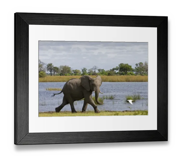 Framed Print : African Elephant (Loxodonta africana) immature, walking at of open water in wetland habitat