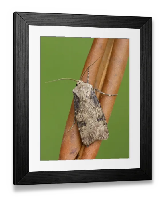 Framed Print : Shuttle-shaped Dart (Agrotis puta puta) adult, resting on dry leaf, Leicestershire, England, april Framed Print : Shuttle-shaped Dart (Agrotis puta puta) adult, resting on dry leaf, Leicestershire, England, april