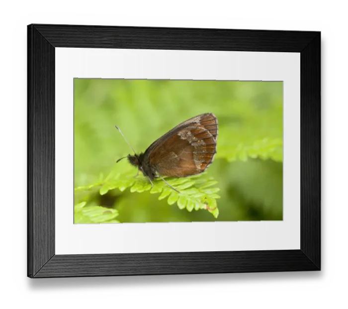 Framed Print : Scotch Argus (Erebia aethiops) adult, underside, resting on bracken frond, England, june Framed Print : Scotch Argus (Erebia aethiops) adult, underside, resting on bracken frond, England, june