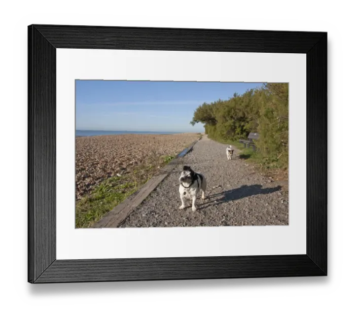 Framed Print : Domestic Dog, Jack Russell Terrier, two adults, walking on path beside beach, Goring, West Sussex, England, october Framed Print : Domestic Dog, Jack Russell Terrier, two adults, walking on path beside beach, Goring, West Sussex, England, october