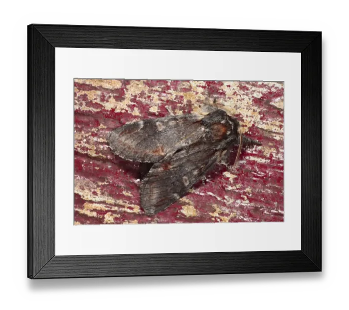 Framed Print : Iron Prominent Moth (Notodonta dromedarius) adult, resting on on old doorframe with flaking paint, Powys, Wales, june Framed Print : Iron Prominent Moth (Notodonta dromedarius) adult, resting on on old doorframe with flaking paint, Powys, Wales, june
