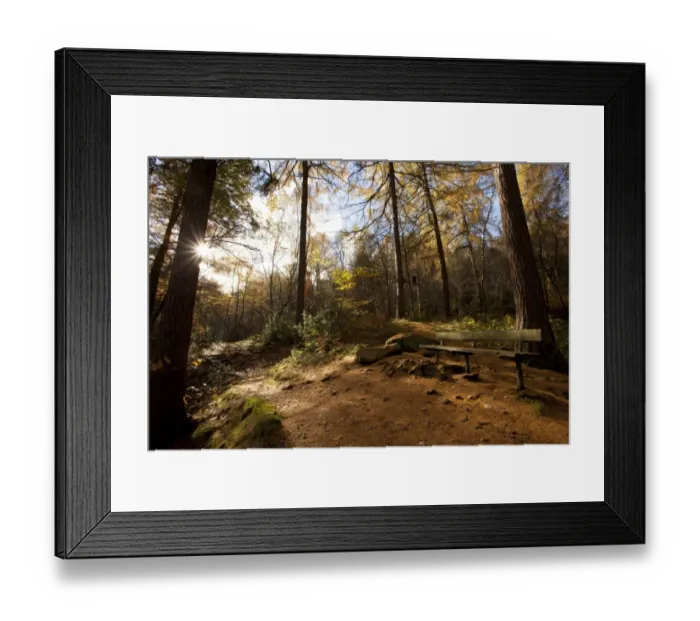 Framed Print : Upland woodland habitat with larch trees and bench, Wyming Brook, Sheffield, South Yorkshire, England, november Framed Print : Upland woodland habitat with larch trees and bench, Wyming Brook, Sheffield, South Yorkshire, England, november