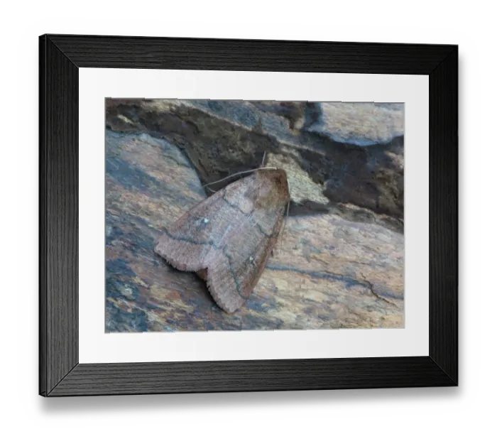 Framed Print : Double Line Moth (Mythimna turca) adult, resting on log, Cannobina Valley, Piedmont, Northern Italy, july Framed Print : Double Line Moth (Mythimna turca) adult, resting on log, Cannobina Valley, Piedmont, Northern Italy, july