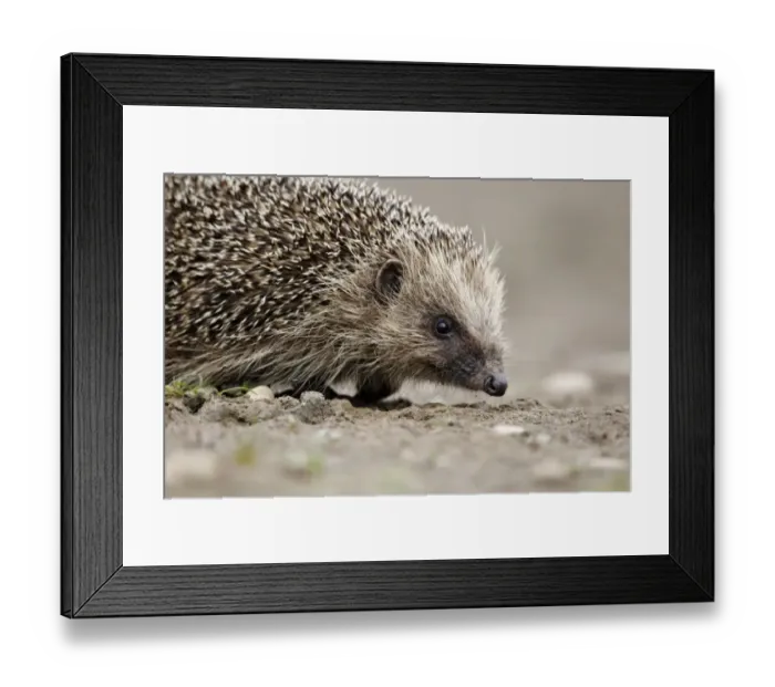 Framed Print : European Hedgehog (Erinaceus europaeus) adult, close-up of head, walking on mud, Midlands, England, june Framed Print : European Hedgehog (Erinaceus europaeus) adult, close-up of head, walking on mud, Midlands, England, june