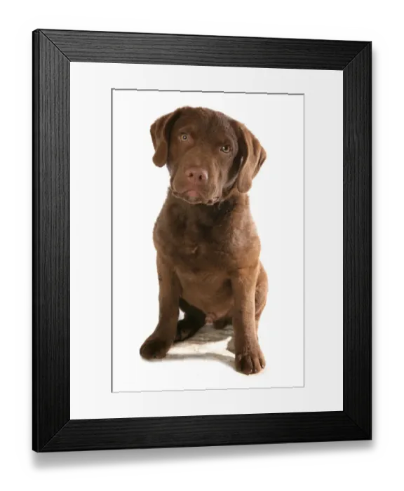 Framed Print : Domestic Dog, Chesapeake Bay Retriever, puppy, sitting Framed Print : Domestic Dog, Chesapeake Bay Retriever, puppy, sitting