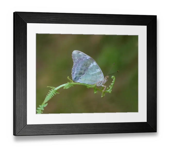 Framed Print : Silver-washed Fritillary (Argynnis paphia) valesina form, adult, resting on fern frond, Cannobina Valley, Piedmont Framed Print : Silver-washed Fritillary (Argynnis paphia) valesina form, adult, resting on fern frond, Cannobina Valley, Piedmont