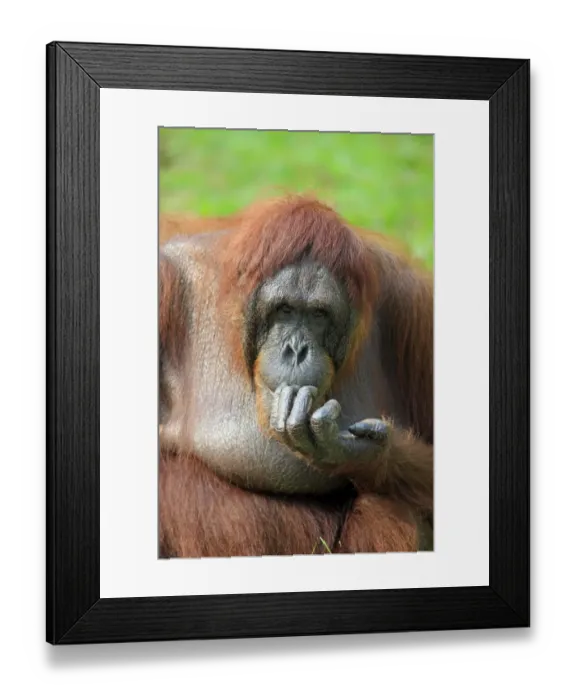 Framed Print : Bornean Orang-utan (Pongo pygmaeus) adult female, close-up of head and hand (captive) Framed Print : Bornean Orang-utan (Pongo pygmaeus) adult female, close-up of head and hand (captive)