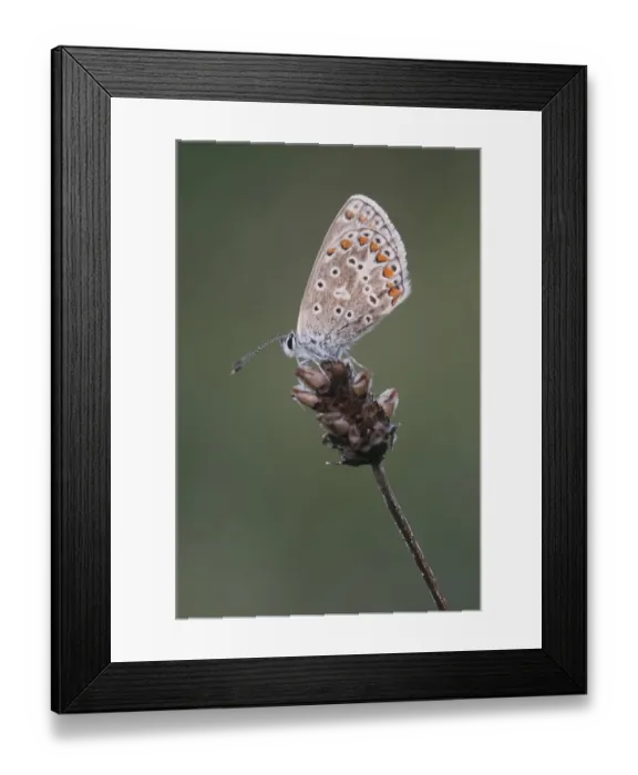 Framed Print : Chalkhill Blue (Lysandra coridon) adult, underside, resting on seedhead, Kent, England, august Framed Print : Chalkhill Blue (Lysandra coridon) adult, underside, resting on seedhead, Kent, England, august