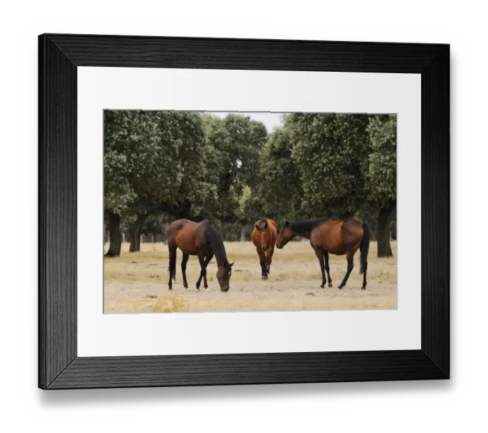 Framed Print : Horse, three adults, breed used in bullfighting, grazing in dehesa habitat, Salamanca, Castile and Leon, Spain Framed Print : Horse, three adults, breed used in bullfighting, grazing in dehesa habitat, Salamanca, Castile and Leon, Spain