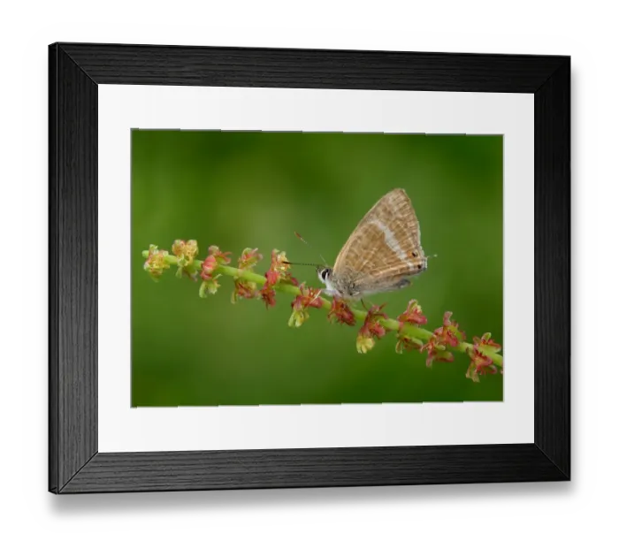 Framed Print : Long-tailed Blue (Lampides boeticus) adult, underside, resting on stem, Greece, april Framed Print : Long-tailed Blue (Lampides boeticus) adult, underside, resting on stem, Greece, april