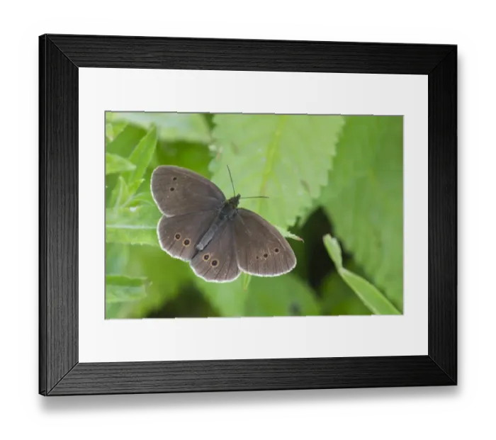 Framed Print : Ringlet (Aphantopus hyperantus) adult, resting on leaf, Leicestershire, England, july Framed Print : Ringlet (Aphantopus hyperantus) adult, resting on leaf, Leicestershire, England, july