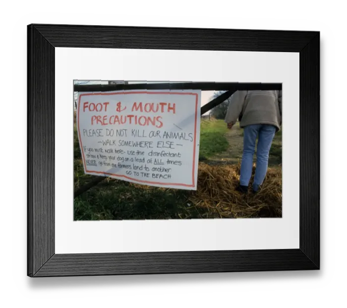 Framed Print : Foot and Mouth Precautions sign on farm gate, with walker using disinfected straw Framed Print : Foot and Mouth Precautions sign on farm gate, with walker using disinfected straw