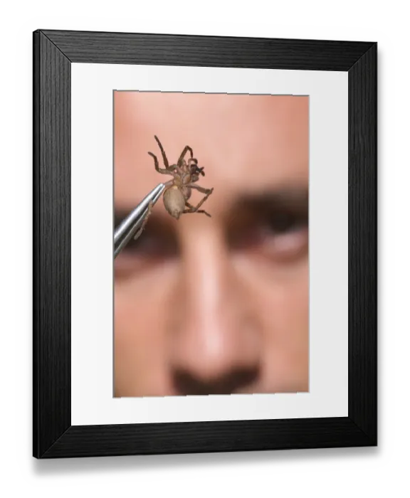 Framed Print : Arachnologist observing spider in tweezers for study purposes, Italy Framed Print : Arachnologist observing spider in tweezers for study purposes, Italy