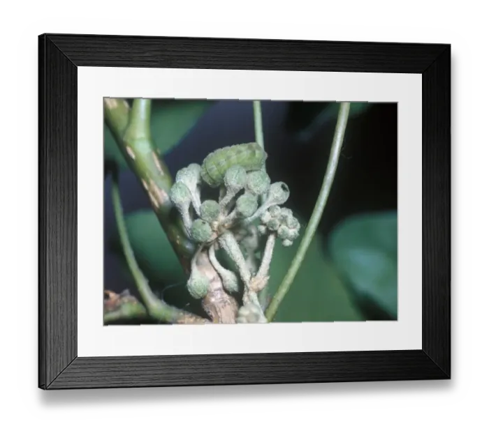 Framed Print : Holly Blue (Celastrina argiolus) larva Framed Print : Holly Blue (Celastrina argiolus) larva