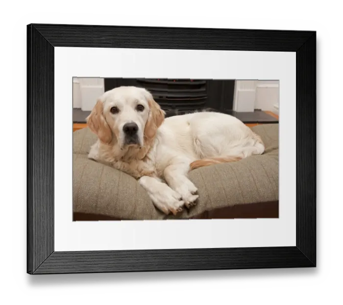 Framed Print : Domestic Dog, Golden Retriever, puppy, resting on cushion beside fireplace, England Framed Print : Domestic Dog, Golden Retriever, puppy, resting on cushion beside fireplace, England