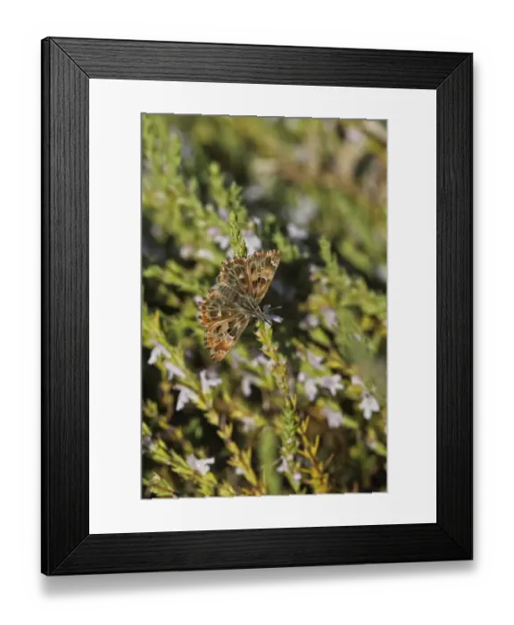Framed Print : Mallow Skipper (Carcharodus alceae) adult, feeding on flowers, Bulgaria, september Framed Print : Mallow Skipper (Carcharodus alceae) adult, feeding on flowers, Bulgaria, september