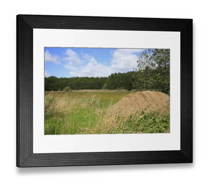 Framed Print : Pile of cut reeds at edge of reedbed and mixed sedge fen habitat, Old Fen, Thelnetham Fen, Little Ouse Valley, Suffolk Framed Print : Pile of cut reeds at edge of reedbed and mixed sedge fen habitat, Old Fen, Thelnetham Fen, Little Ouse Valley, Suffolk