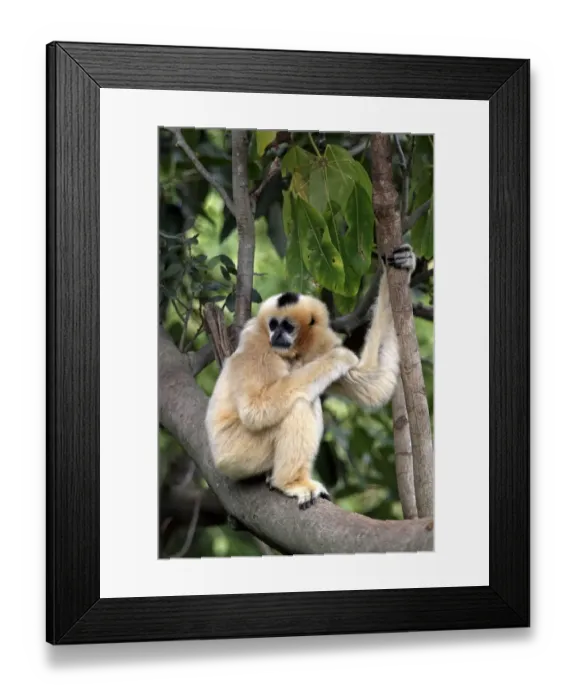 Framed Print : Black Crested Gibbon (Nomascus concolor) adult female, sitting on branch (captive) Framed Print : Black Crested Gibbon (Nomascus concolor) adult female, sitting on branch (captive)
