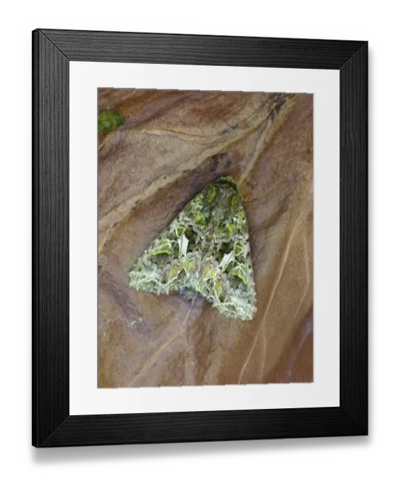 Framed Print : Orache Moth (Trachea atriplicis) adult, resting on decaying leaf, Cannobina Valley, Piedmont, Northern Italy, july Framed Print : Orache Moth (Trachea atriplicis) adult, resting on decaying leaf, Cannobina Valley, Piedmont, Northern Italy, july