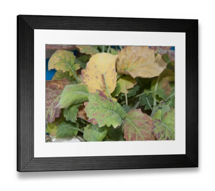 Framed Print : Oilseed Rape (Brassica napus) boron deficiency, close-up of leaves Framed Print : Oilseed Rape (Brassica napus) boron deficiency, close-up of leaves