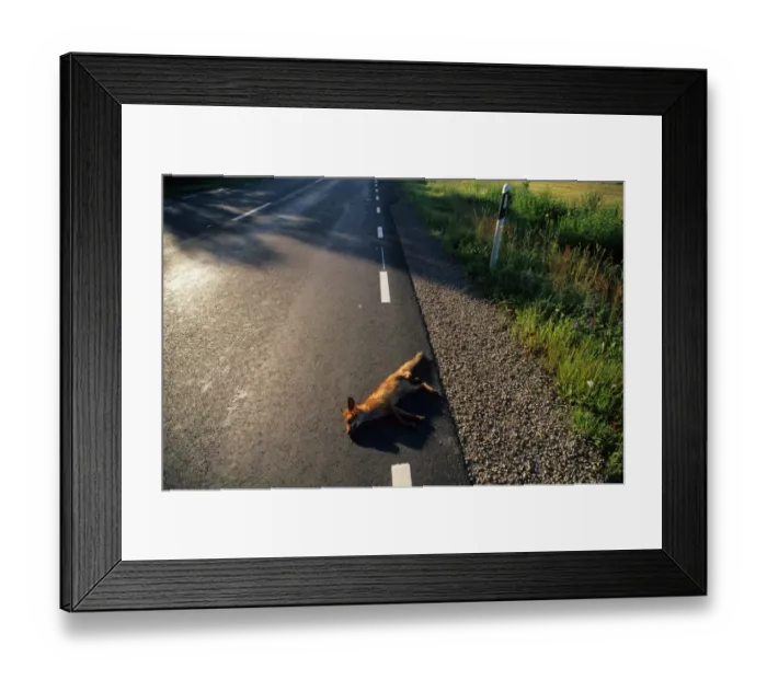 Framed Print : European Red Fox (Vulpes vulpes) dead adult, roadkill casualty on road, Sweden, july Framed Print : European Red Fox (Vulpes vulpes) dead adult, roadkill casualty on road, Sweden, july