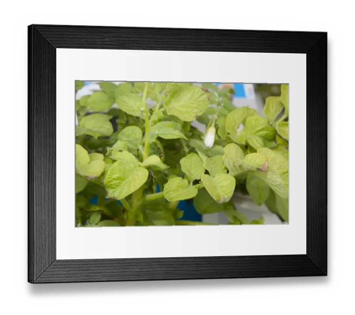Framed Print : Potato (Solanum tuberosum) sulphur deficiency, close-up of leaves Framed Print : Potato (Solanum tuberosum) sulphur deficiency, close-up of leaves