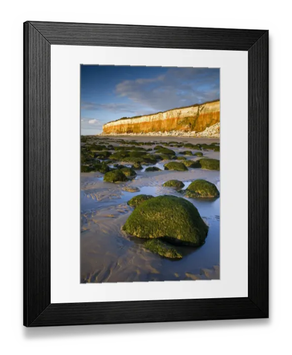 Framed Print : Sunset over algae covered eroded boulders on beach at low tide, with chalk and carrstone sea cliffs in background Framed Print : Sunset over algae covered eroded boulders on beach at low tide, with chalk and carrstone sea cliffs in background