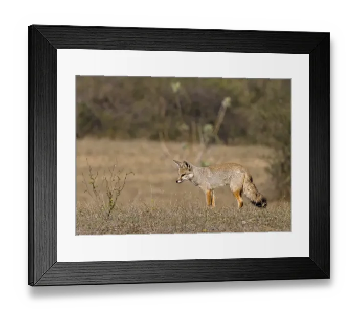 Framed Print : Bengal Fox (Vulpes bengalensis) adult, hunting, listening for prey on grassy steppe, Northern India, january