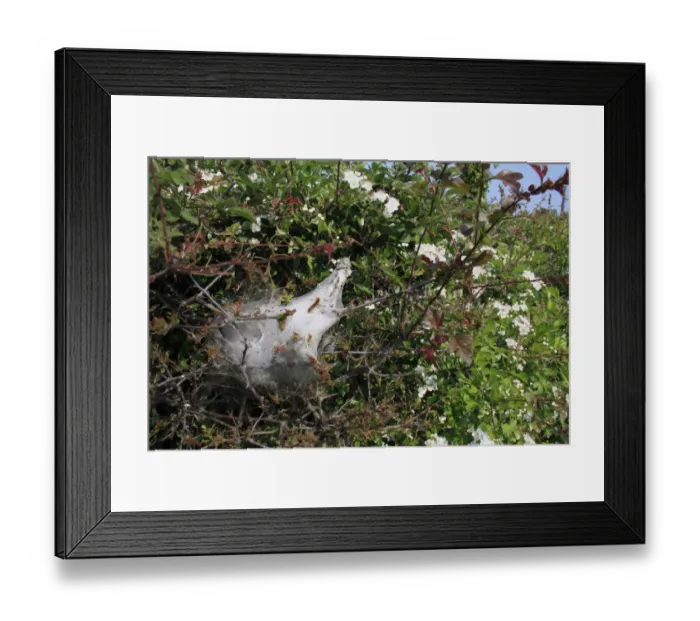 Framed Print : Brown-tail Moth (Euproctis chrysorrhoea) caterpillars, in woven silk tent on defoliated Common Hawthorn Framed Print : Brown-tail Moth (Euproctis chrysorrhoea) caterpillars, in woven silk tent on defoliated Common Hawthorn