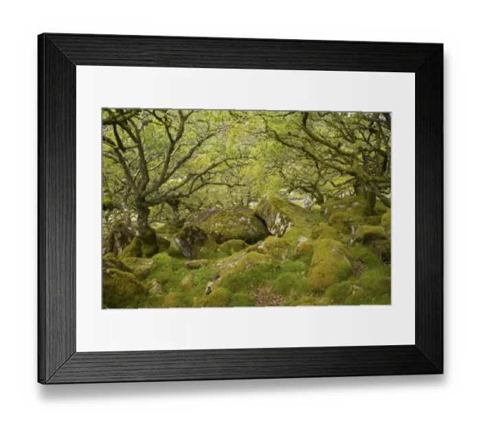Framed Print : Stunted oak trees with epiphytic moss, with moss covered boulders in understory of moorland copse, Wistmans Wood Framed Print : Stunted oak trees with epiphytic moss, with moss covered boulders in understory of moorland copse, Wistmans Wood