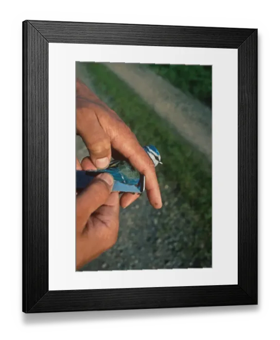 Framed Print : Bird conservation, measuring length of Blue Tit (Parus caeruleus) wing, Rye Meads RSPB Reserve, Hertfordshire, England Framed Print : Bird conservation, measuring length of Blue Tit (Parus caeruleus) wing, Rye Meads RSPB Reserve, Hertfordshire, England