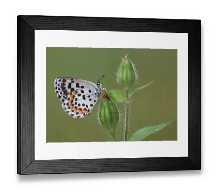 Framed Print : Chequered Blue (Scolitantides orion) adult, resting on Red Campion (Silene dioica) buds in meadow, Cannobina Valley Framed Print : Chequered Blue (Scolitantides orion) adult, resting on Red Campion (Silene dioica) buds in meadow, Cannobina Valley