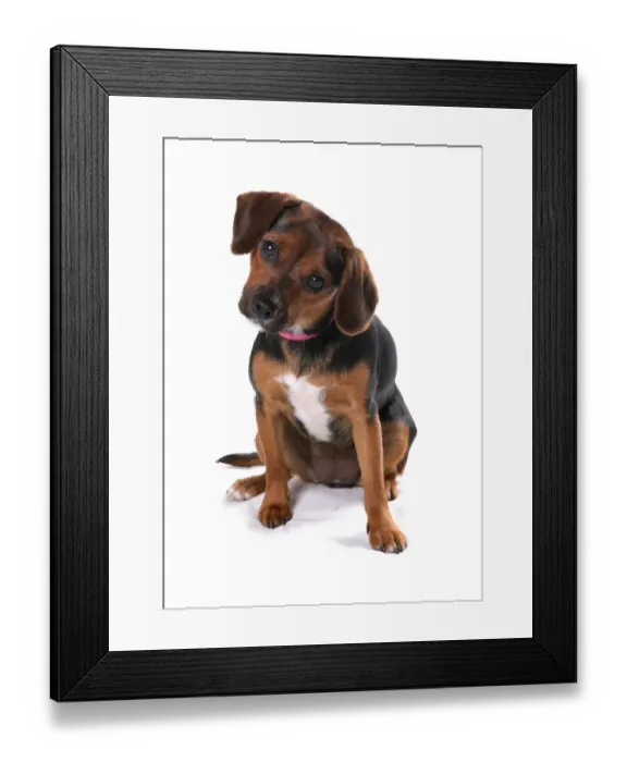 Framed Print : Domestic Dog, English Foxhound, female puppy, with collar, sitting Framed Print : Domestic Dog, English Foxhound, female puppy, with collar, sitting