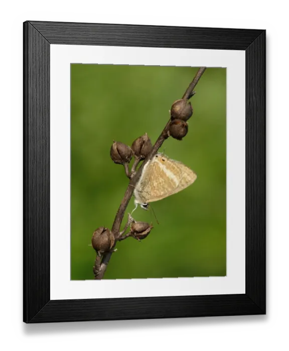 Framed Print : Long-tailed Blue (Lampides boeticus) adult, resting on White Asphodel (Asphodelus albus) stem, Greece, april Framed Print : Long-tailed Blue (Lampides boeticus) adult, resting on White Asphodel (Asphodelus albus) stem, Greece, april