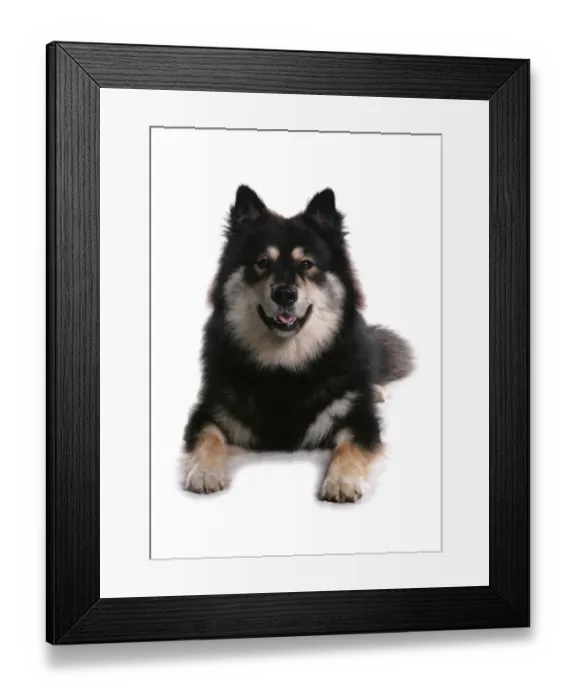 Framed Print : Domestic Dog, Finnish Lapphund, adult female, laying Framed Print : Domestic Dog, Finnish Lapphund, adult female, laying