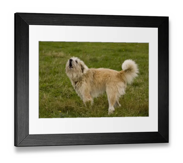 Framed Print : Domestic Dog, livestock guardian sheepdog, barking, guarding sheep flock, near Saxon village of Soars, Transylvania Framed Print : Domestic Dog, livestock guardian sheepdog, barking, guarding sheep flock, near Saxon village of Soars, Transylvania