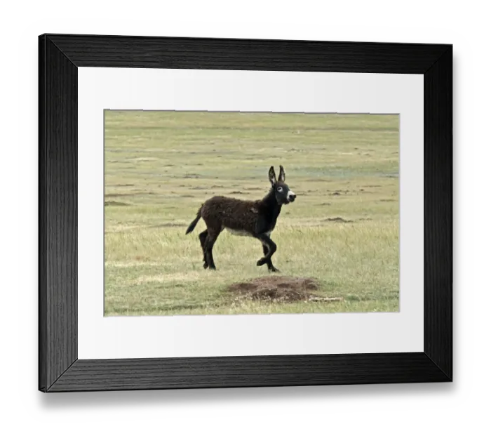 Framed Print : Donkey, Wild Burro feral adult, running in prairie, Custer State Park, Black Hills, South Dakota, U. S. A. september Framed Print : Donkey, Wild Burro feral adult, running in prairie, Custer State Park, Black Hills, South Dakota, U. S. A. september