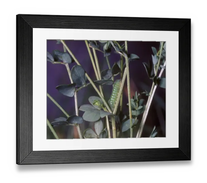 Framed Print : Butterfly - Blue Common Larva (Polyommatus icarus) on plant Framed Print : Butterfly - Blue Common Larva (Polyommatus icarus) on plant