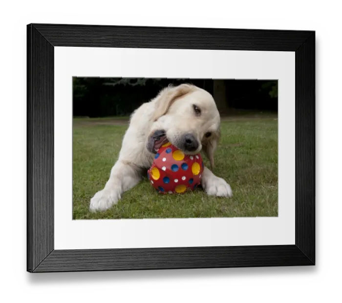 Framed Print : Domestic Dog, Golden Retriever, adult female, chewing ball, laying on garden lawn, England, august Framed Print : Domestic Dog, Golden Retriever, adult female, chewing ball, laying on garden lawn, England, august