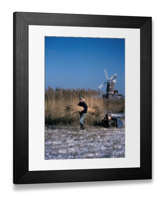 Framed Print : Reedcutter cutting coastal reedbed in snow, Norfolk, England, winter Framed Print : Reedcutter cutting coastal reedbed in snow, Norfolk, England, winter