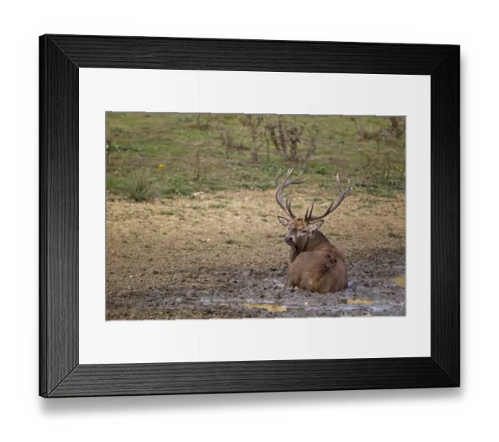 Framed Print : Red Deer (Cervus elaphus) stag, wallowing in mud, during rutting season, Minsmere RSPB Reserve, Suffolk, England