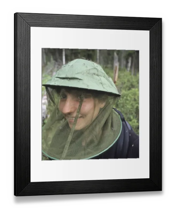 Framed Print : Mosquito (Culicidae sp. ) swarm, on mosquito hat worn by woman in forest, Finnish Lapland, Finland, july