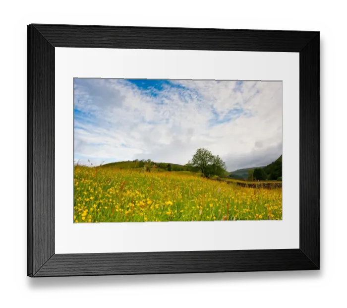 Framed Print : View of buttercups flowering in wildflower meadow, Muker, Swaledale, Yorkshire Dales N. P Framed Print : View of buttercups flowering in wildflower meadow, Muker, Swaledale, Yorkshire Dales N. P