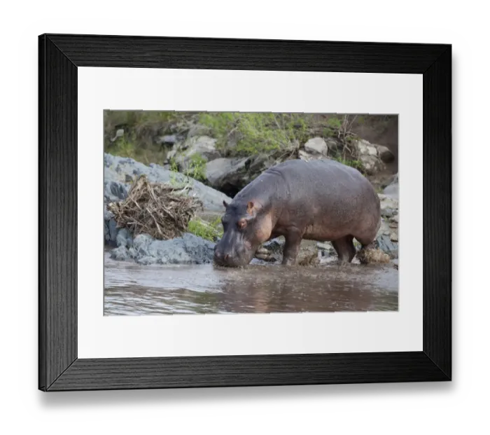 Framed Print : Hippopotamus (Hippopotamus amphibius) adult, walking into water, Serengeti N. P. Tanzania, november Framed Print : Hippopotamus (Hippopotamus amphibius) adult, walking into water, Serengeti N. P. Tanzania, november