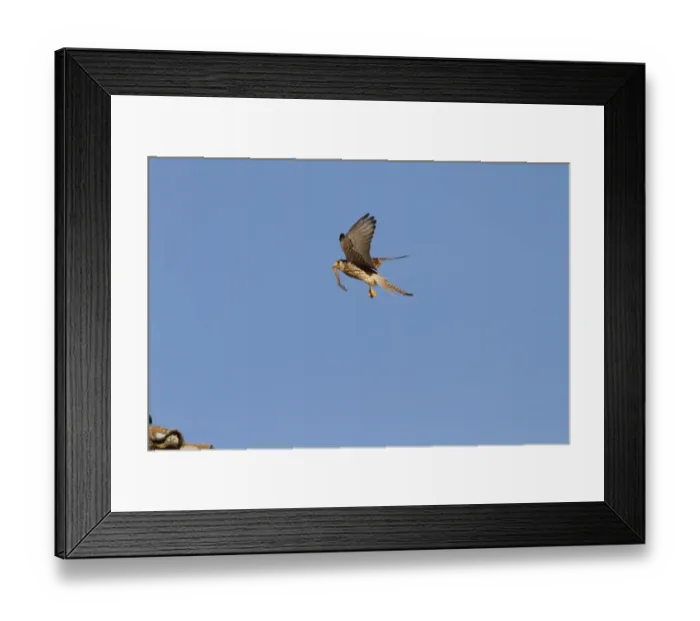 Framed Print : Lesser Kestrel female with insect prey in its bill. Taken in spain, Trujillo, Extremadura Framed Print : Lesser Kestrel female with insect prey in its bill. Taken in spain, Trujillo, Extremadura